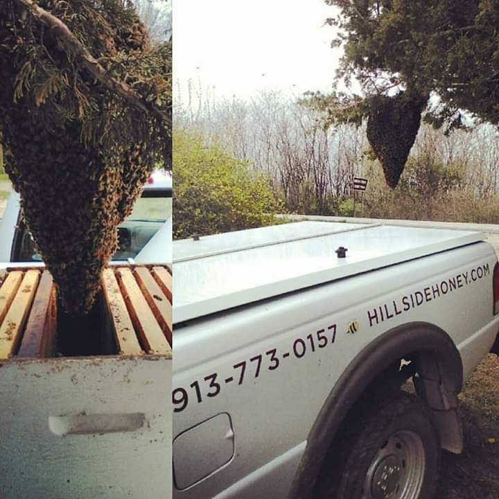 FREE Bee Swarm Removal